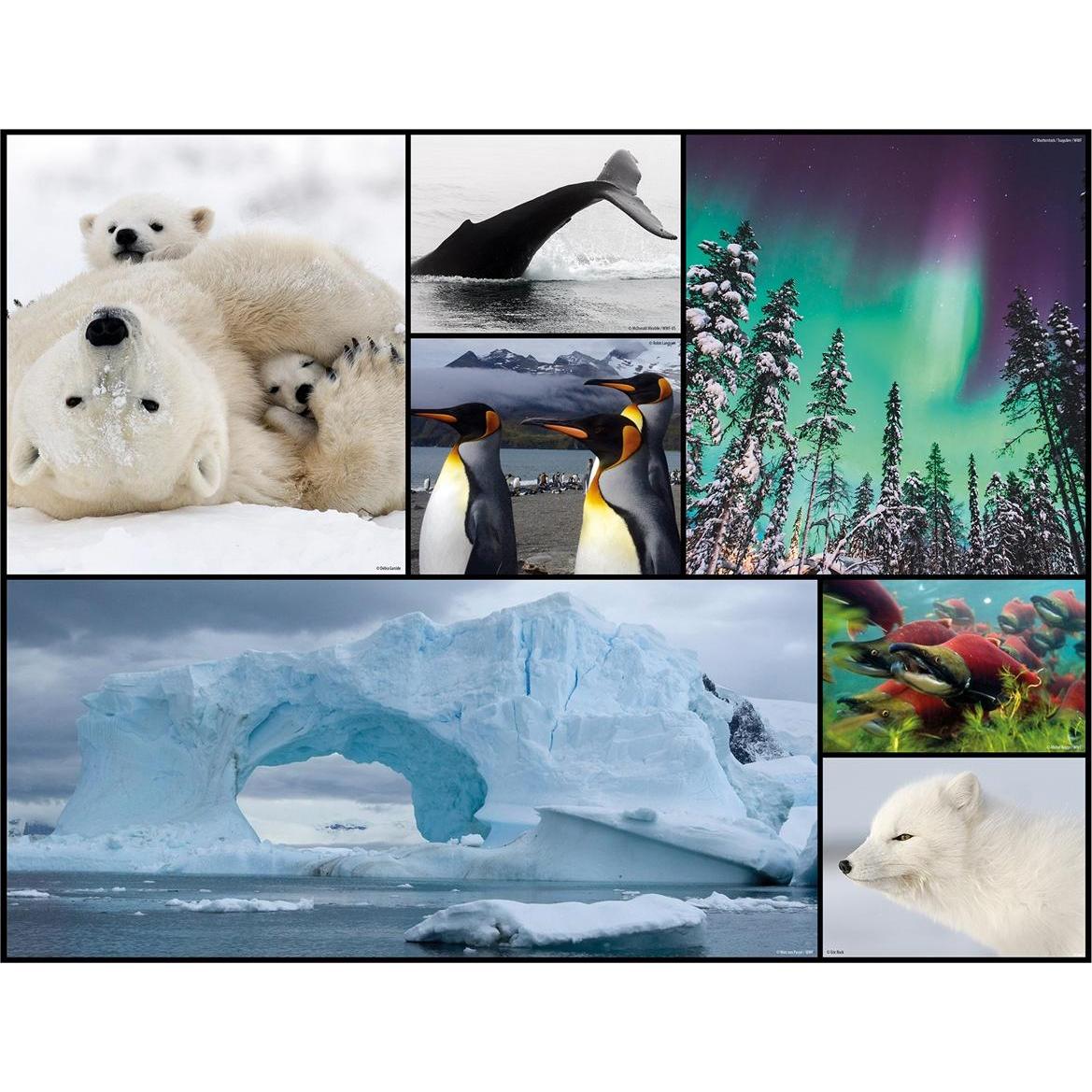 Thumbnail - Merchant Ambassador Bodenpuzzle Polar (48 Teile)