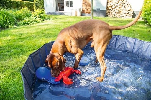 Actual product image Karlie Doggy