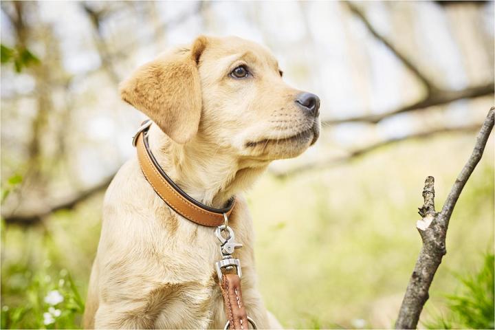 Image du produit Laboni Collier Nappa Amici M (M, Chien, Général)
