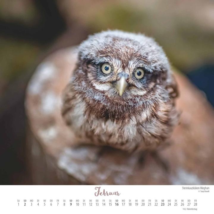 Image du produit Là où l'amour vole 2025 - Ingo, Poldi et leurs amis - Calendrier mural avec reliure spirale - (23 x 23 cm)