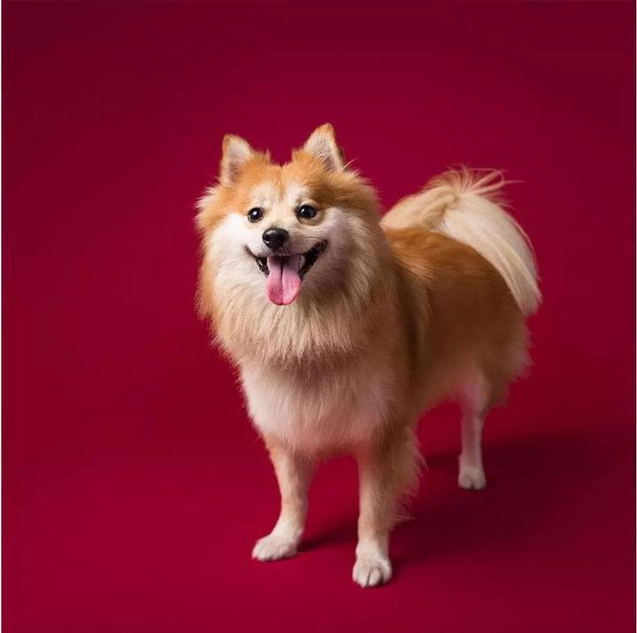 Produktbild Savage Hintergrund 1.35 x 11 m Crimson (135 cm)