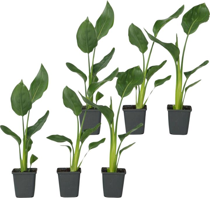 Produktbild Plant in a Box Strelitzia Reginea - 6er Set Paradiesvogelpflanzen (25 cm)