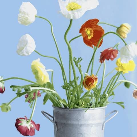 Magni, Servietten, Servietten 33x33cm Poppies FSC-Mix (33 x 33 cm)