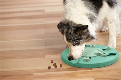 Produktbild Nina Ottosson Dog Worker Composite Level 3 (Intelligenzspielzeug Hund)