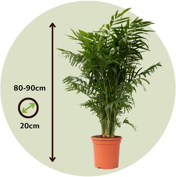 Image du produit Plant in a Box Chamaedorea elegans - Palmier de montagne (80 cm)