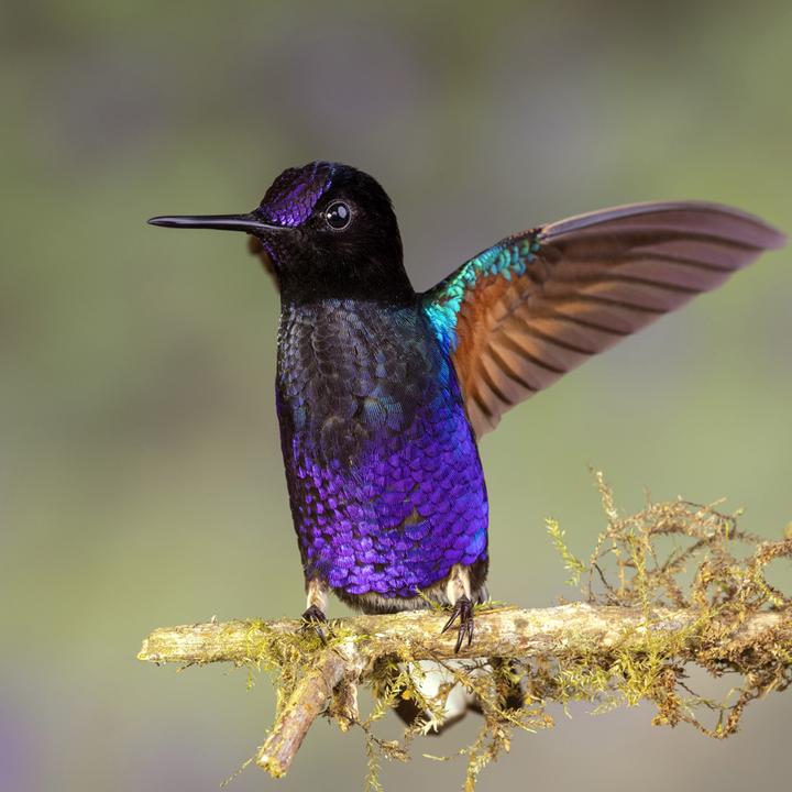 Produktbild Venus Optic Festbrennweite 90mm f/2.8 2x Ultra Macro APO – Sony E (Sony E, Vollformat)