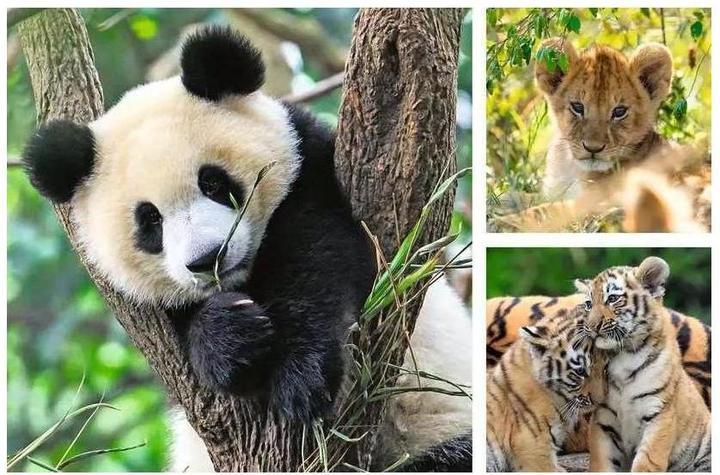 Immagine prodotto Ravensburger Panda, tigre e leone (49 pezzi)