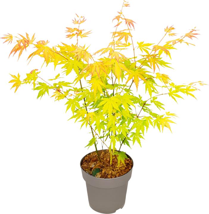 Produktbild Plant in a Box Acer palmatum 'Orange Dream' - Japanischer Ahorn (35 cm)