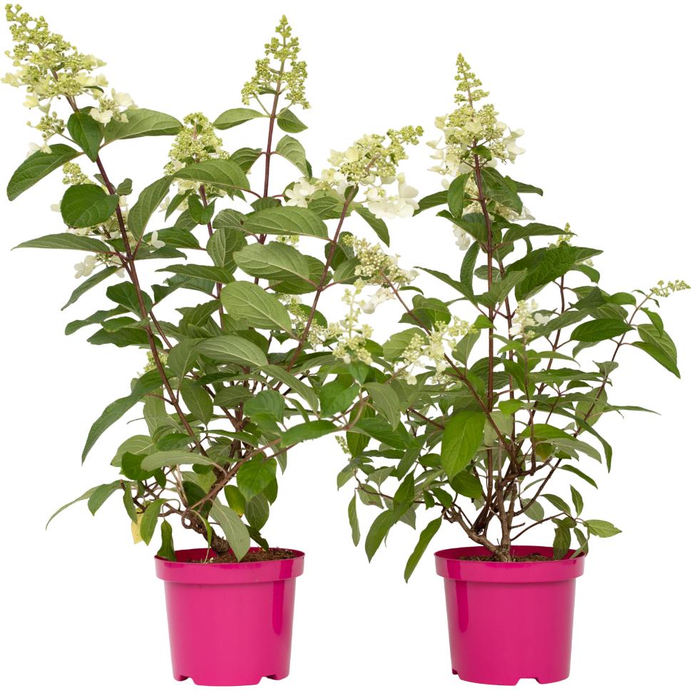 Plant in a Box, Pflanzen, Hydrangea paniculata “Pinky Winky” - 2er Set Hortensien (25 cm)