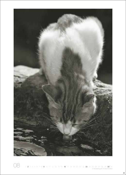 Produktbild Cats Edition Kalender 2026 (49 x 68 cm)