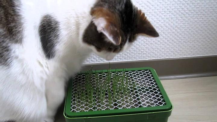 Image du produit Samen Mauser Herbe à chat (Graines d'herbes aromatiques)