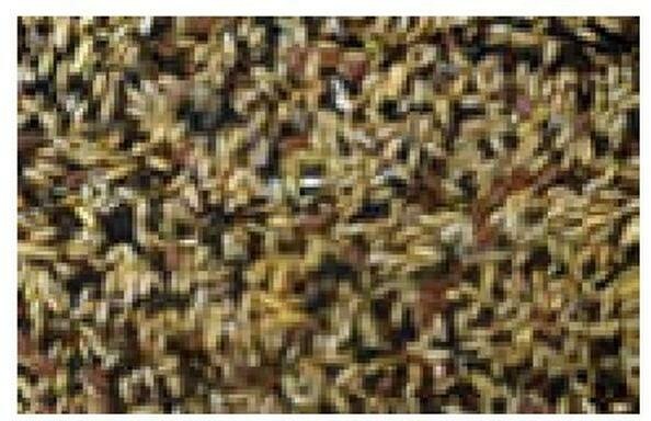 Produktbild Schweizer Kanarien Singfutter (1 x, 1 kg)