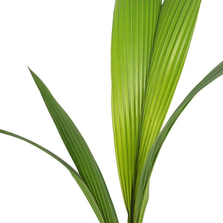 Actual product image Flowerbox Coconut palm - Cocos nucifera (100 cm)