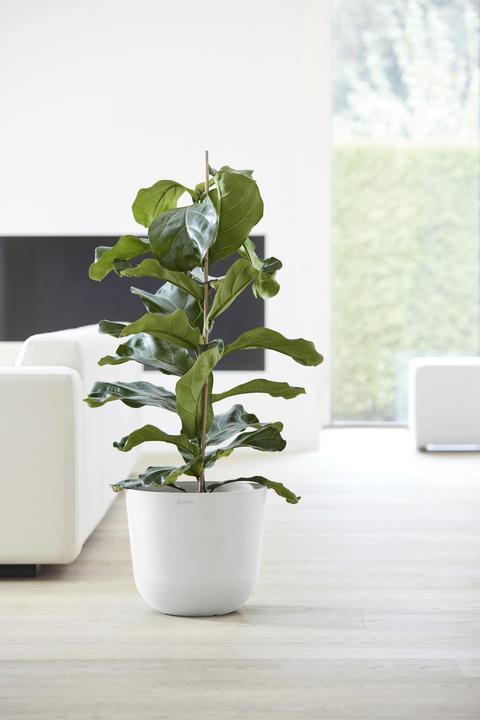 Immagine prodotto Ecopots Oslo (25 cm)