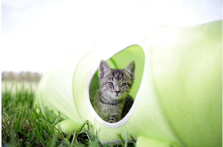 Immagine prodotto Kerbl Cat Tunnel Caterpillar (Tunnel del gatto)