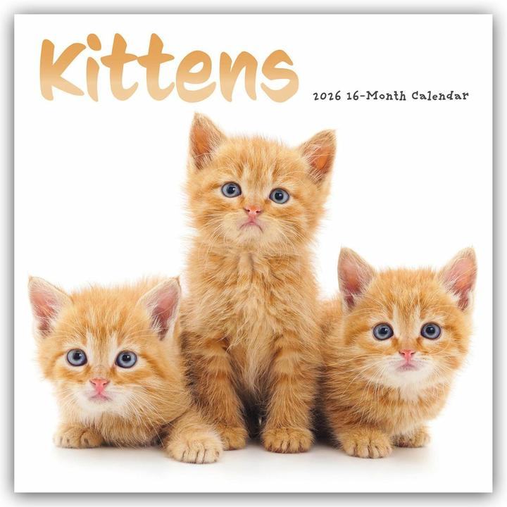 Produktbild Kittens - Kätzchen - Katzenjunge - Katzenbabys 2026 - Wand-Kalender