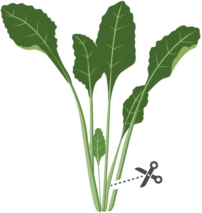 Produktbild Véritable Lingot Komatsuma Spinat BIO (Kräutersamen)