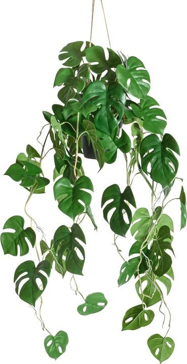 Botanic-Haus Philodendron (86 cm)