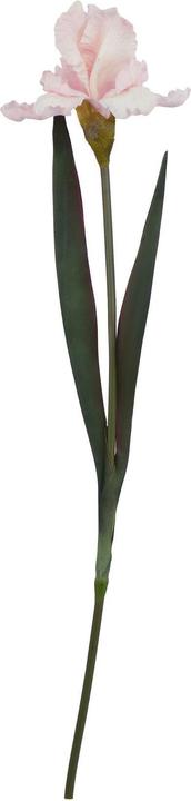 Blassrosa