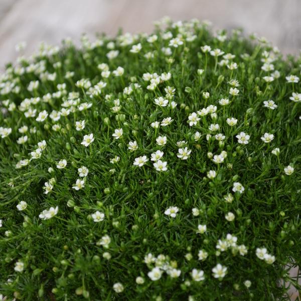 Actual product image Säntispracht Set of 8, star moss, the green carpet -Sagina subulata Irish moss dark green (10 cm)