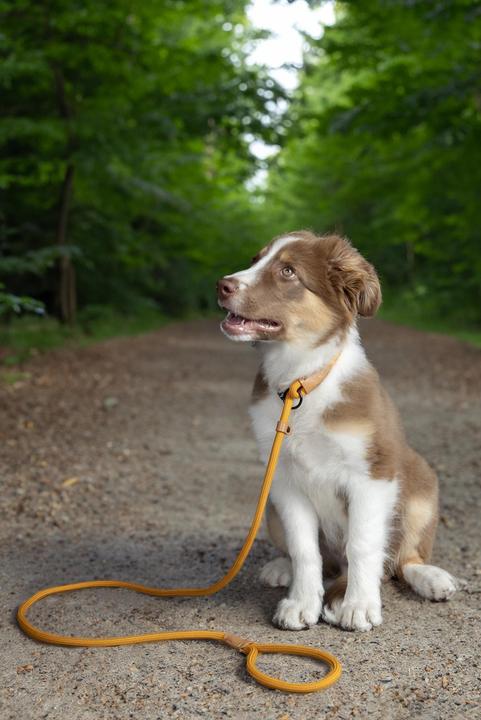 Produktbild Flamingo Malibu (Hund, Spazieren)