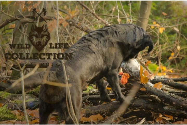 Actual product image Wild life collection Wild Life Dog Pigeon (Taube) (Plush toy dog)