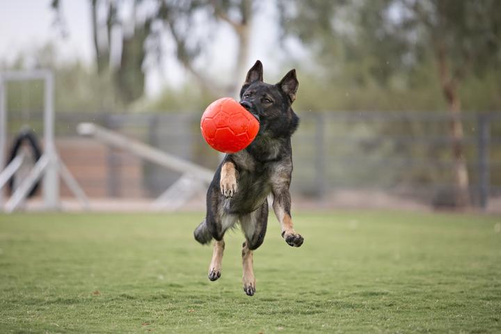 Produktbild Jolly Pets Jolly Soccer Ball Orange S (15 cm) (Ballspielzeug Hund)
