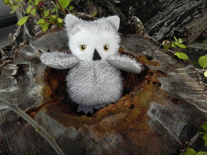 Immagine prodotto Apples to Pears Regalo in scatola - Sew me up OWL - Confezione regalo