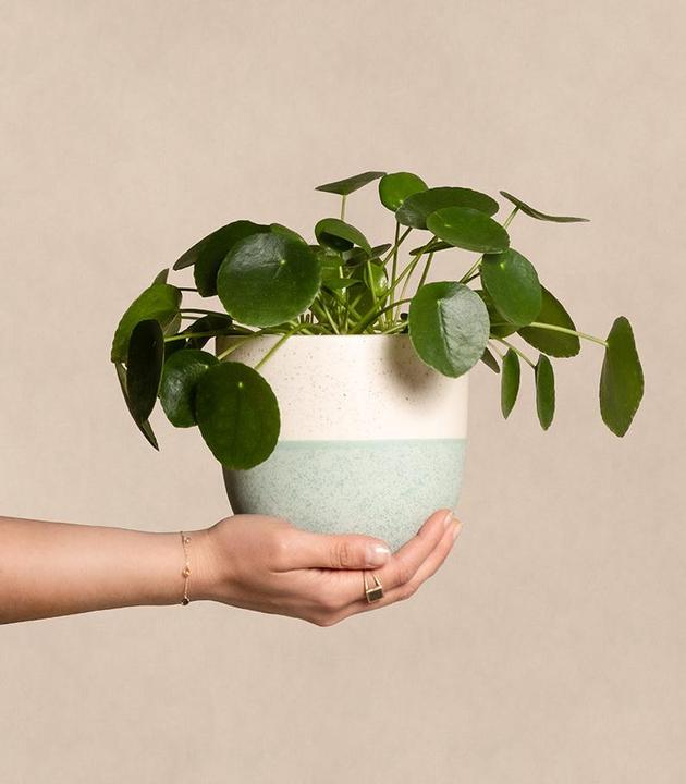 Produktbild feey Ufopflanze (25 cm, Frisch umgetopft, Tierfreundlich)