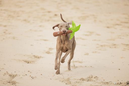 Immagine prodotto Beeztees Palma (Cane di peluche)