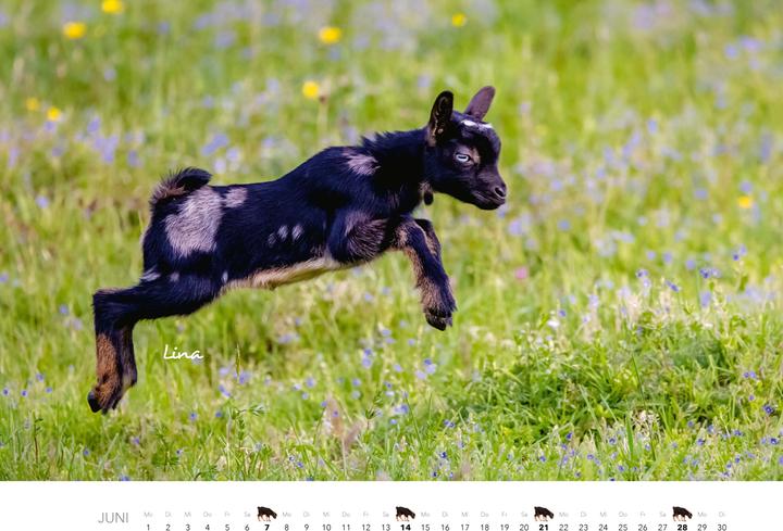 Produktbild Kalender Zwergziegen 2026 (Spezial)