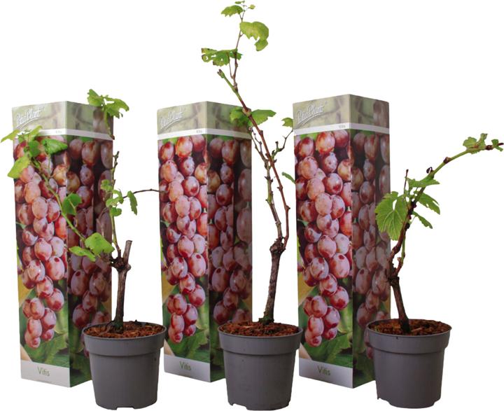 Produktbild Plant in a Box Vitis vinifera 'pinot gris' - 3er Set Traubenpflanzen (25 cm)