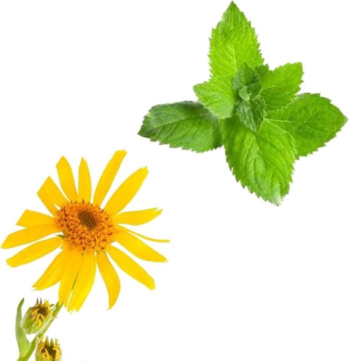 Produktbild Officinalis Dalla Grana Officinalis Cretata Arnica Menta Bustina (Körpercreme, 25 ml)