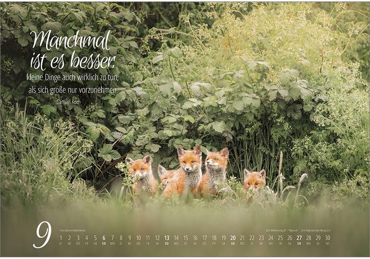 Produktbild Real Wildlife 2026 (49 x 34 cm)