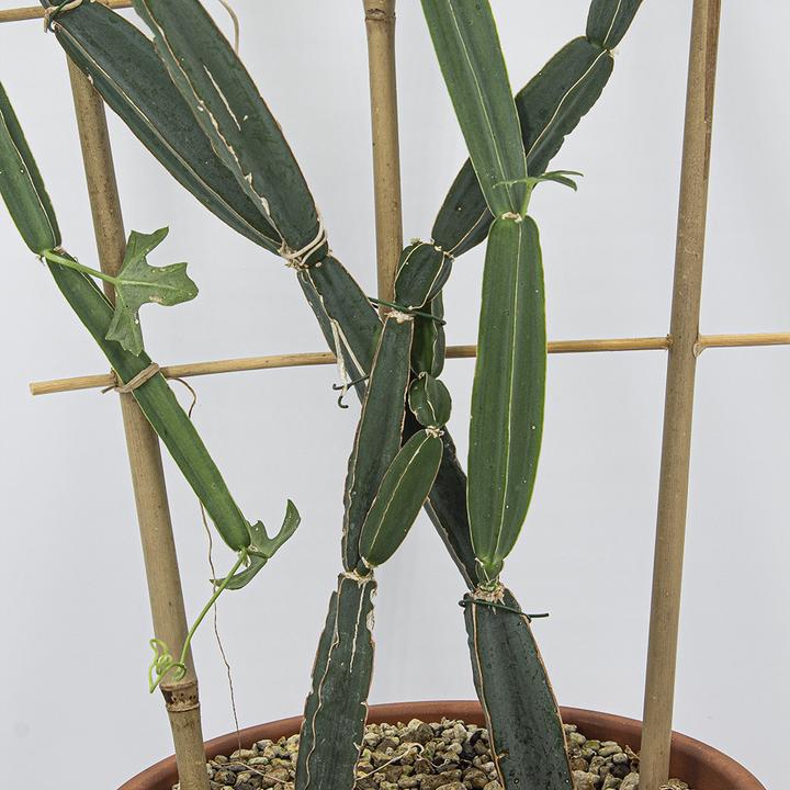 Image du produit Kakteen Gautschi Cissus quadrangularis (70 cm)