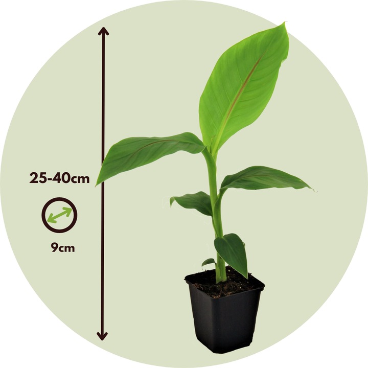 Image du produit Plant in a Box Musa Basjoo - Set de 3 bananiers (40 cm)