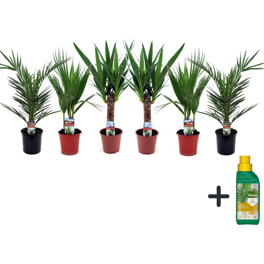 Thumbnail - Plant in a Box, Pflanzen, Phoenix canariensis, Yucca Elephantipes, Washingtonia Robusta - 6er Mischung Innenraum Palme +...