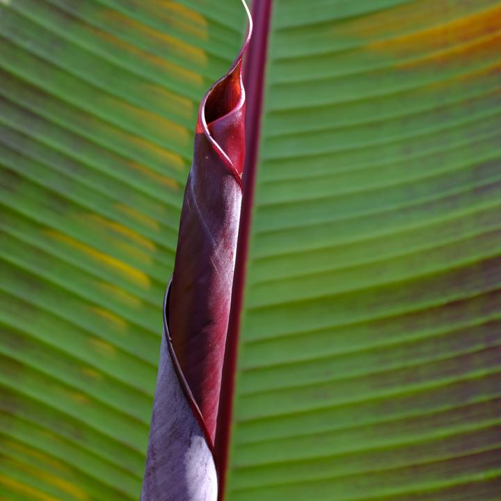 Produktbild Plant in a Box Ensete ventricosum Maurelli - 2er Set Rote Banane (20 cm)