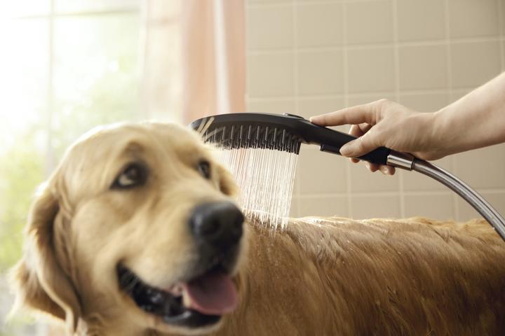 Produktbild hansgrohe DogShower Hundebrause 150 Select (3 Strahlarten, 7.60 l/min)