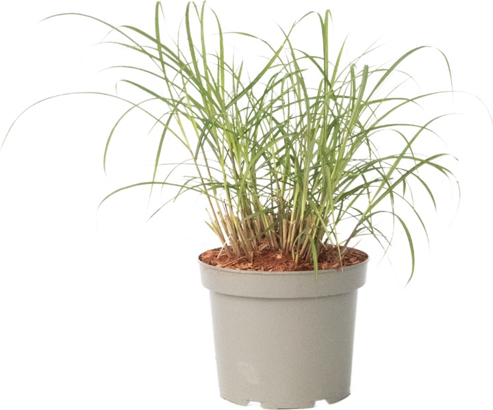 Actual product image Plant in a Box Miscanthus sinensis 'Red Chief' - Ornamental grass (40 cm)