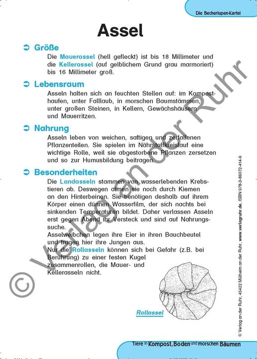 Produktbild Tiere in Kompost, Boden und morschen Bäumen (Deutsch, Heinrich Köster, Jürgen Dittmann, 1999)