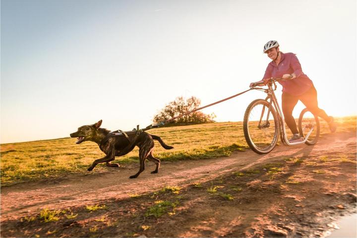 Actual product image Non-Stop Dogwear Bungee (M, Dog, Jogging)