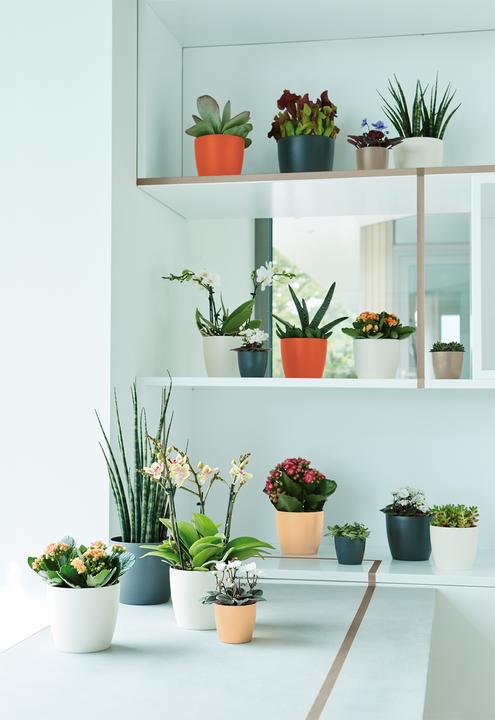 Image du produit Elho Bruxelles (11 cm)