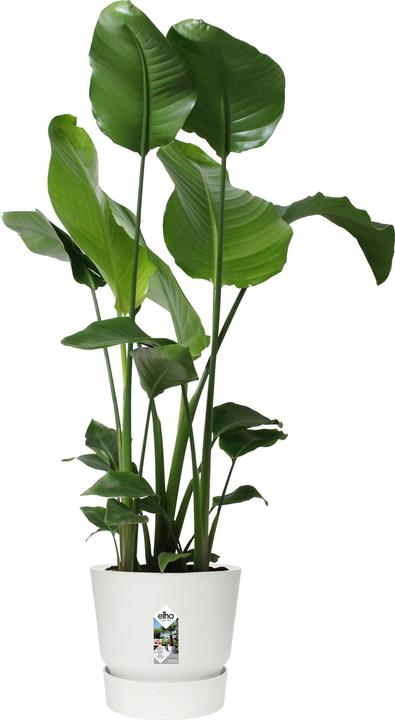 Produktbild Elho Greenville (29.50 x 29.50 x 27.80 cm)