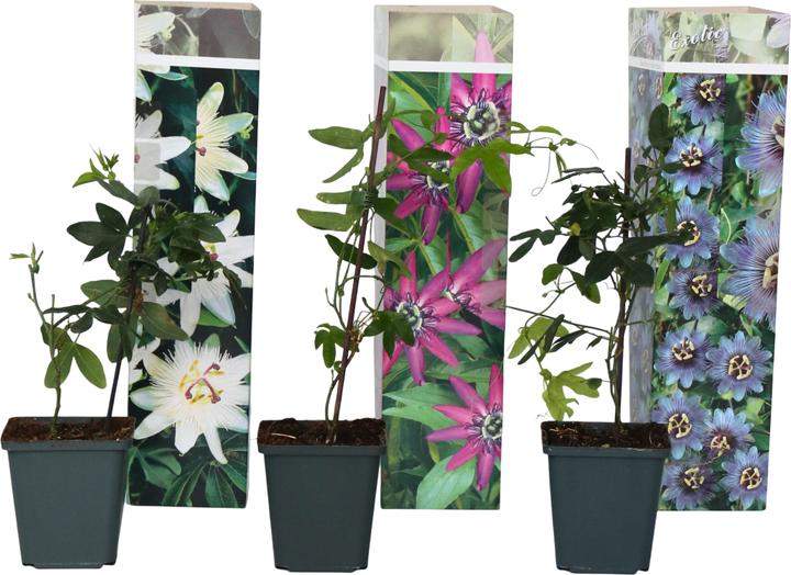 Actual product image Plant in a Box Passiflora hybridum 'Avalanche', Passiflora hybridum 'Pura Vida', Passiflora hybridum 'Purple Haze' (25 cm)
