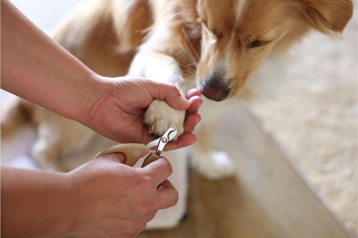 Actual product image Kerbl MagicBrush claw scissors dog Golden (Cat, Dog, Rodents)