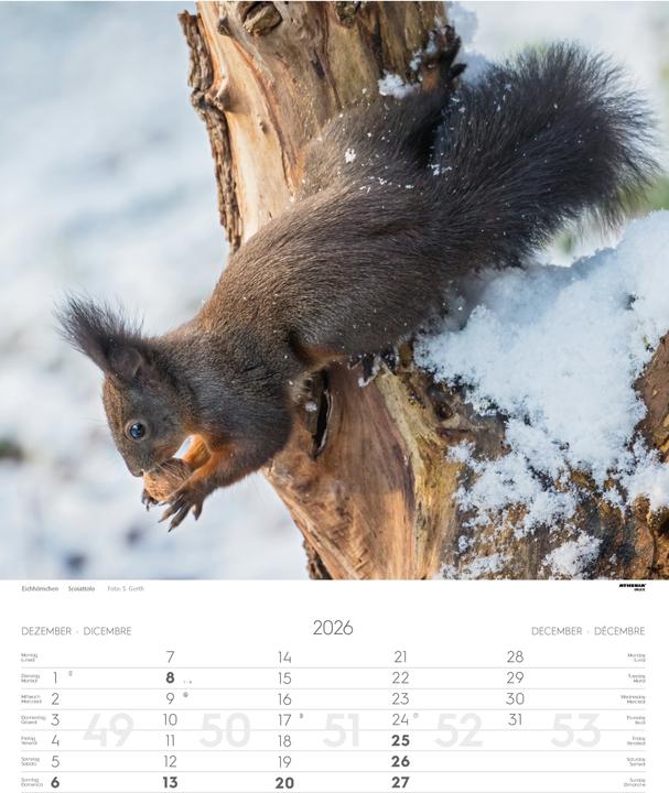 Produktbild Tiere der Alpen - Kalender 2026