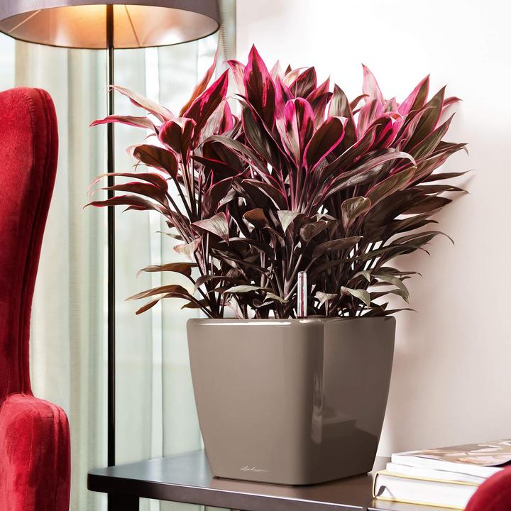 Immagine prodotto Lechuza Quadro LS (28 x 28 x 26 cm)