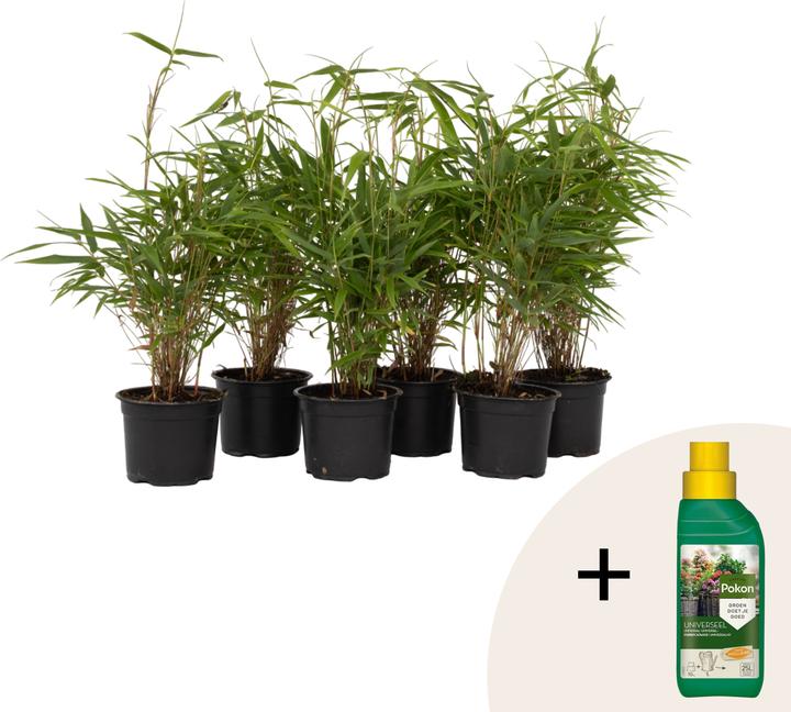 Plant in a Box Fargesia rufa - 6er Set Schirmbambus (25 cm)