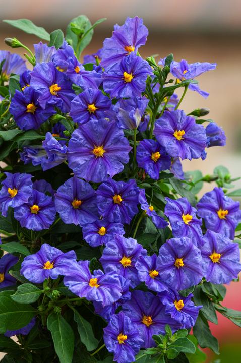 Produktbild Plant in a Box Lycianthes rantonnetii - 6er-Set Nachtschatten (25 cm)